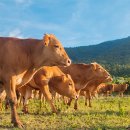 유진축산2 이미지