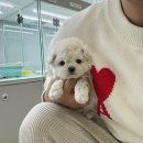 데일리독 이미지