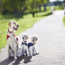 25시 동물병원 이미지