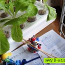 식탁위의텃밭 이미지
