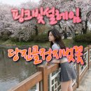 고목목장 | ​🌸 봄바람에 실려 온 핑크빛 설레임, 당진 골정지 벚꽃 엔딩 완벽 가이드