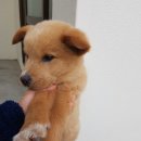 똥꼬발랄 이미지