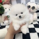 펫젠
