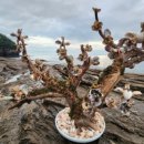 변산반도채석강공예
