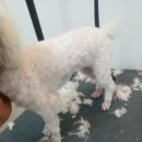 개등드리# 이미지