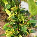 베리몽땅 이미지