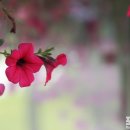 진분홍빛 설렘, 사피니아 이미지