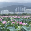 세븐일레븐 부산대저중앙점 | 대저생태공원 연꽃단지 정확한 위치 및 실시간 개화 상황 (2026.07.19.)