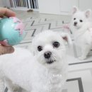 그레잇도그 이미지