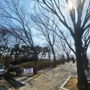 인천벚꽃명소 개화시기 인천대공원 벚꽃 개나리 인천봄꽃볼만한곳 현재상황 (3.22~23일 기준)