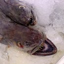 Hoki &amp; Hake (Merlucciidae 민대구科) 이미지