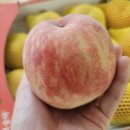 으뜸농원 | 조치원복숭아 으뜸농원 엄청 맛있는 물복!! 향수복숭아 후기 복켓팅맛집