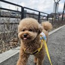 힐링독 반려견센터 이미지