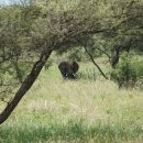 타랑 | [탄자니아 사파리투어] 비용/후기/추천코스/숙소/업체 safari360/타랑기레