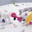 퍼피스프링 이미지