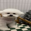 멍냥살롱 천안불당점 이미지