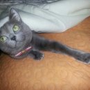 행복한집사 이미지