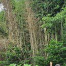 [르포]100년에 한번 '대나무 꽃' ..말라가는 대숲마을 이미지