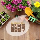 [행복한학교]자취생 프로젝트(반려식물 플랜테리어) | [서울시1인가구지원센터] 감성 플랜테리어로 힐링하는 반려식물 집중탐구