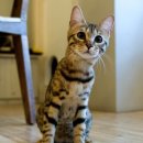 다락방고양이 이미지