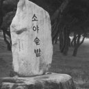 소야 솔밭 이미지