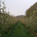 사과꽃 개화!. 이미지