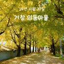 의동마을 | 11월 초 단풍 구경 명소 추천 거창 의동마을 은행나무길 실시간
