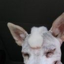 동현24시동물병원 이미지