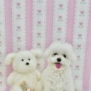 아멍띠에 이미지