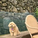 개덩이네 하우스 이미지