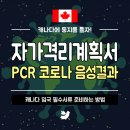 [🍁둥지이민_생활정보🐤] 캐나다 입국 시 자가격리계획서와 코로나 PCR 검사하는방법ㅣ캐나다 14일 자가격리 없이 입국하는 방법? 이미지