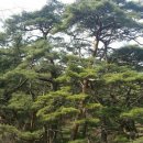 소나무향기 이미지