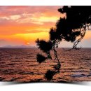 수성당 코스모스와 노을 풍경 이미지