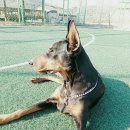 제일사랑 이미지