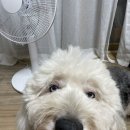 봉자씨 이미지