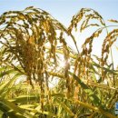 황금빛 민박 이미지