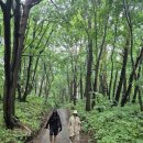 나리 신령수 | 울릉도 여행 관광 편(1): 독도입도 , 나리분지 신령수