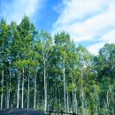 10월 단풍 여행지소개 (1) 인제 원대리 자작나무 숲 이미지