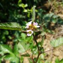 불암초등학교 이미지