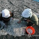 진도멸치 이미지