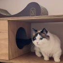 에어묘앤비 이미지