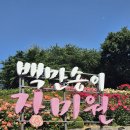 부천 도당동 백만송이장미원 이미지