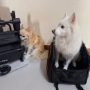 2319 | 이비야야 제트포 강아지 멀티 유모차 FS2319 : 확장형&amp;분리형 캐리어 백팩