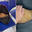 펫스토리 동물병원 이미지