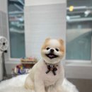 버들강아지 | 대구애견미용 버들강아지에서 포메미용 만족후기