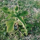 구.강동초 이미지