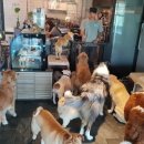 아이퍼피 이미지