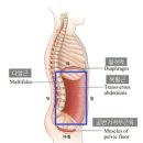 몰리짐 장기점 이미지