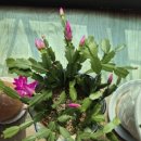 쌍둥이김밥 (즉석떡볶이) 이미지