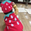 헬로베이비스쿨 | 헬로베이비스쿨 쁘띠클레스